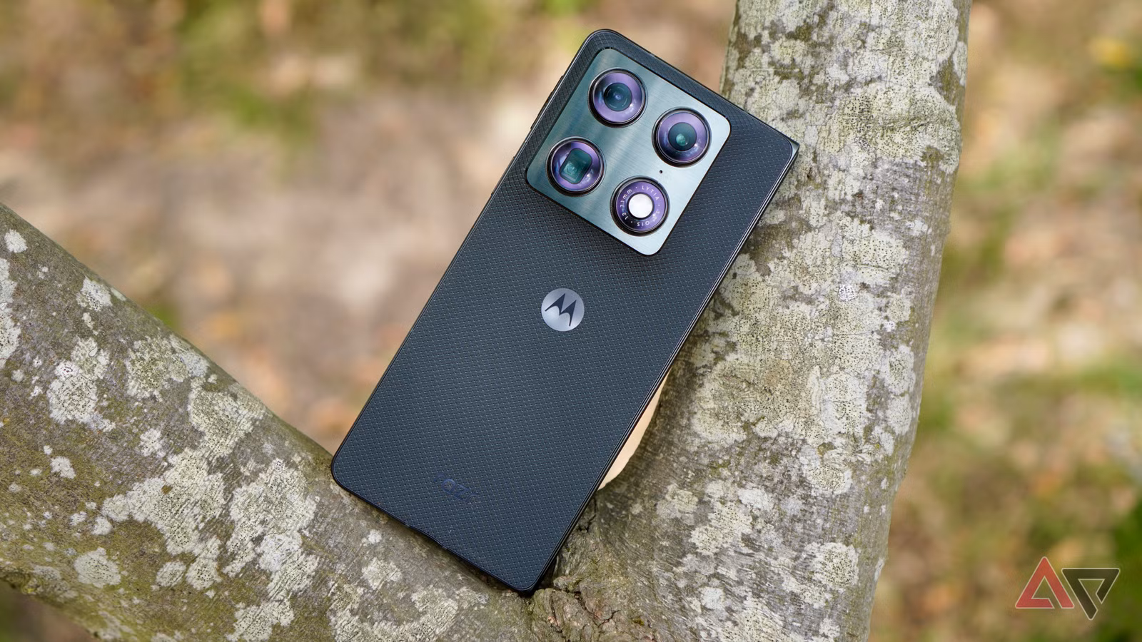 motorola razr fold back tree 1 JPG