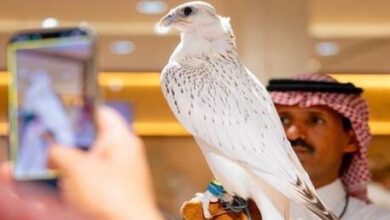 بـ1.3 مليون ريال.. ثاني أغلى صقر في التاريخ يُباع في السعودية