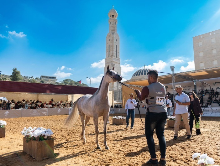 روابي تختتم بطولة الإنتاج المحلي بمشاركة أكثر من 300 خيل عربي أصيل وبمشاركة جماهيرية واسعة
