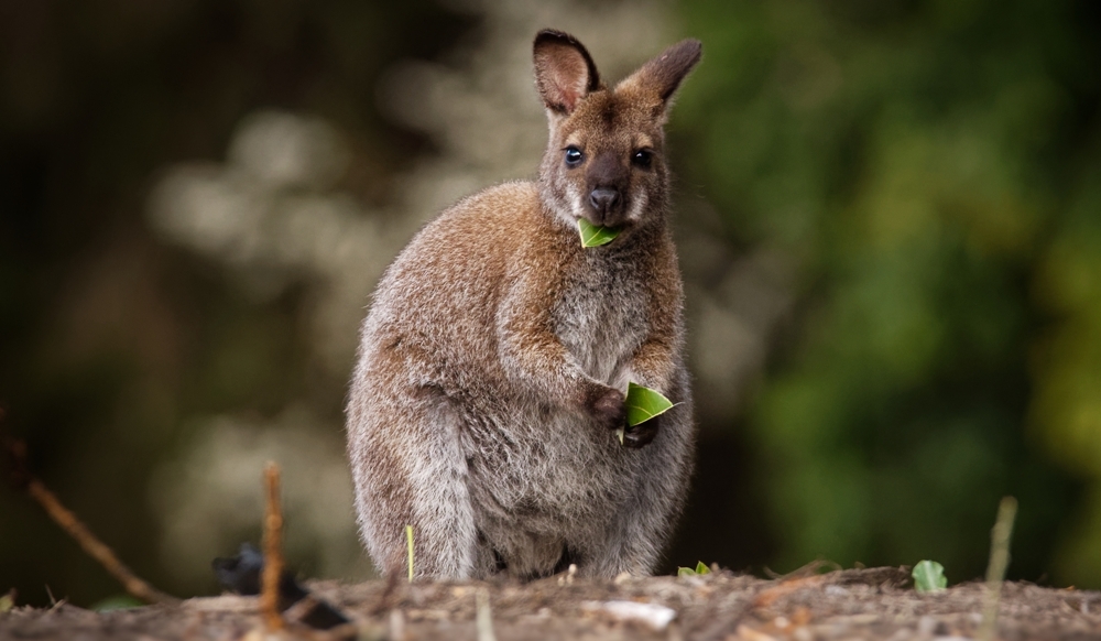 العثور على مجوهرات للسكان الأصليين عمرها 1200 عام في أستراليا