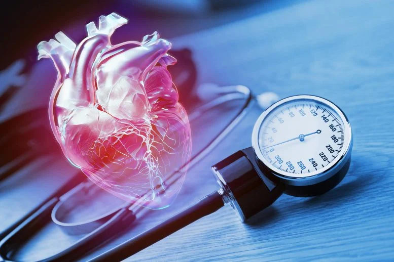 بروتين TG2 في الخلايا المناعية قد يمثل هدفًا علاجيًا جديدًا لارتفاع ضغط الدم