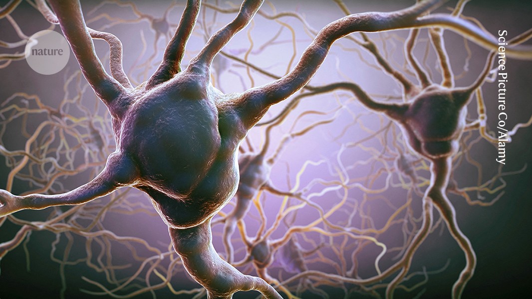 المخاطرة أو اللعب بأمان؟ لعبة شد الحبل العصبية تساعد الدماغ على اتخاذ القرار