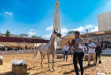 روابي تختتم بطولة الإنتاج المحلي بمشاركة أكثر من 300 خيل عربي أصيل وبمشاركة جماهيرية واسعة