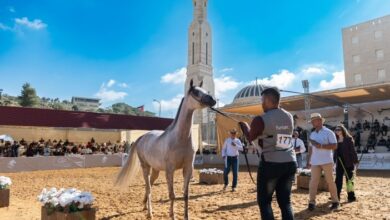 روابي تختتم بطولة الإنتاج المحلي بمشاركة أكثر من 300 خيل عربي أصيل وبمشاركة جماهيرية واسعة