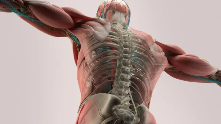 لماذا تضعف العضلات مع التقدم في السن؟ ربما وجد العلماء قطعة مفقودة مهمة