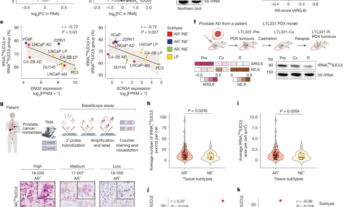 tRNA dosage regulates lineage dependency and resistance in prostate cancer