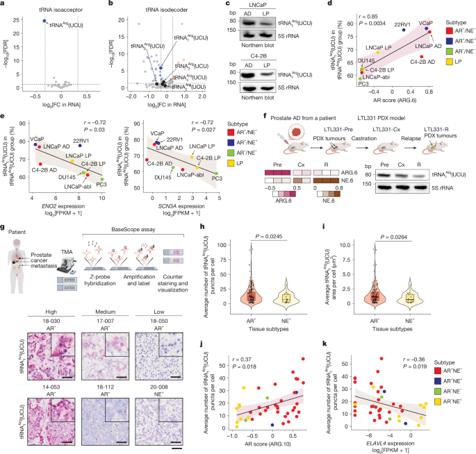 tRNA dosage regulates lineage dependency and resistance in prostate cancer