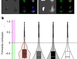 Butterfly wing patterns in flight create powerful illusory motion cues