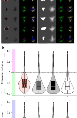 Butterfly wing patterns in flight create powerful illusory motion cues