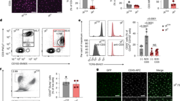 γδ T cell receptor dependencies define a unique immunosurveillance modality