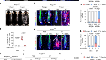 A two-hit mechanism triggers autoimmune hair loss