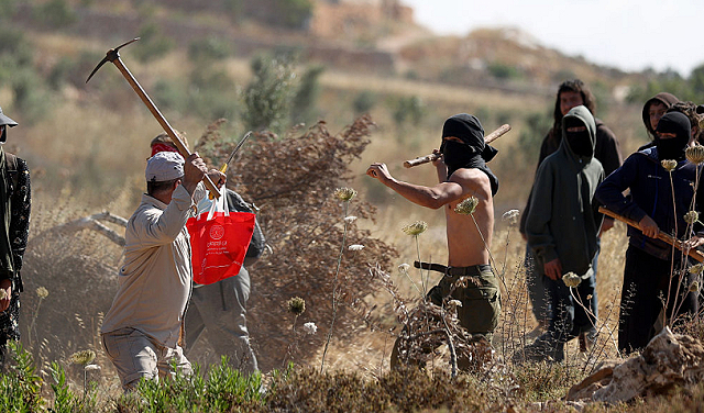 حاخام إسرائيلي يفتي بجواز سرقة زيتون الفلسطينيين