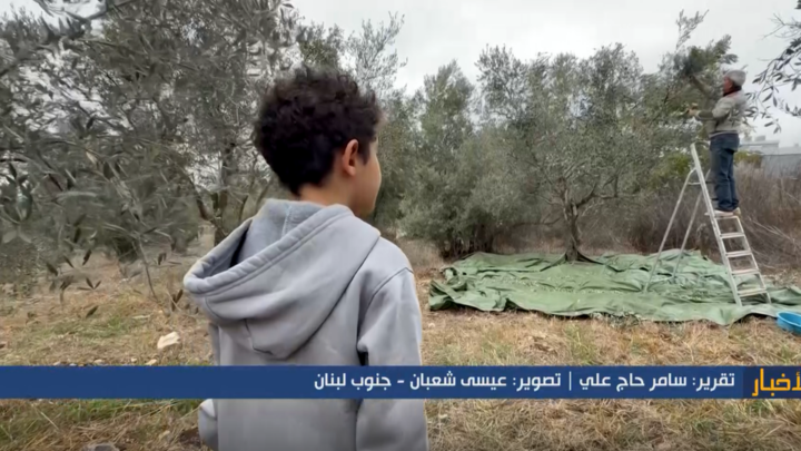 تقرير مصور | زيتون الجنوب.. جذور راسخة وإرادة لا تنكسر