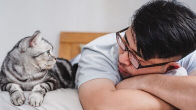 “طفيليات المجتمعات البشرية”: كيف انتهى بنا الأمر بالقرب من القطط؟