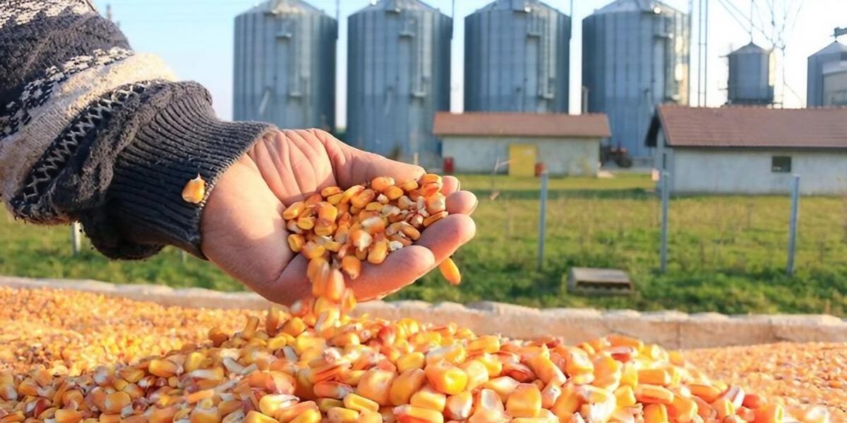 “غولدمان ساكس”: اضطراب مرور الأسمدة عبر هرمز يهدد الإنتاج العالمي للحبوب