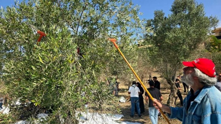 المناضل جورج عبدالله يشارك في مبادرة قطاف الزيتون في جبشيت تحت شعار «أرض واحدة، وشعب واحد»