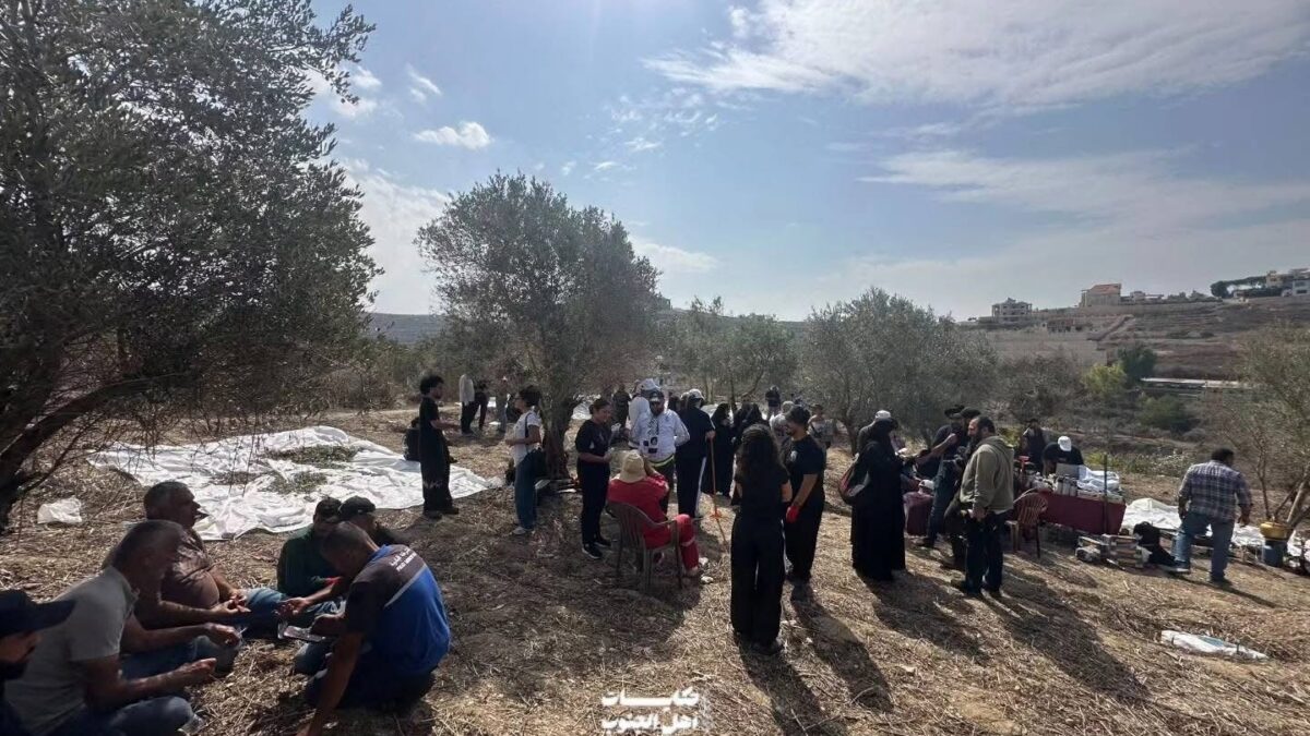 من الشمال إلى الجنوب.. متطوعون يساندون مزارعي الزيتون في جبشيت