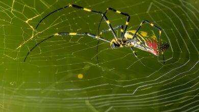 عناكب طائرة بحجم كف اليد تغزو الولايات المتحدة